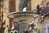 41-IMG_0515-1.jpg